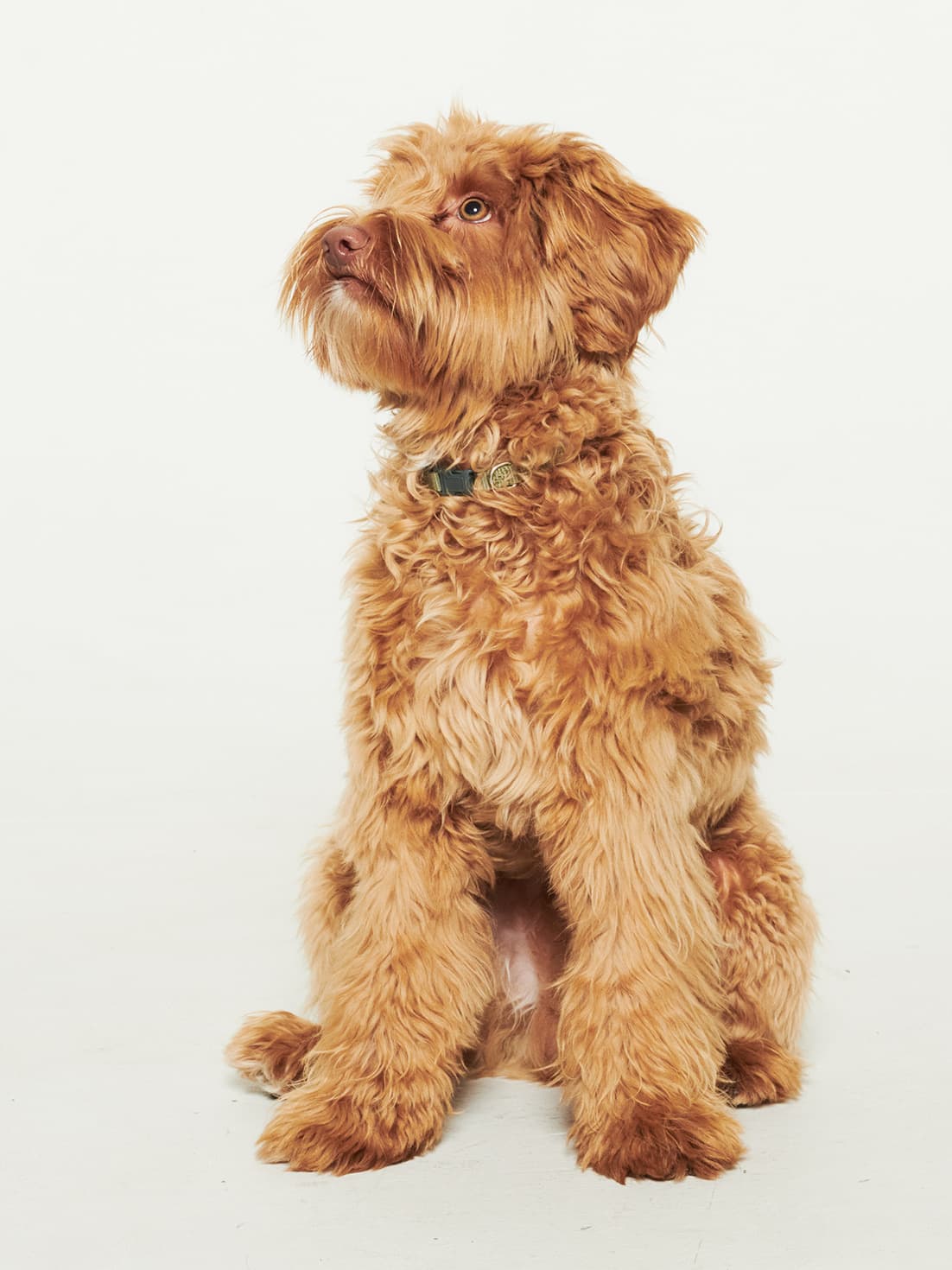 Frasse, Oskar’s dog, in the studio