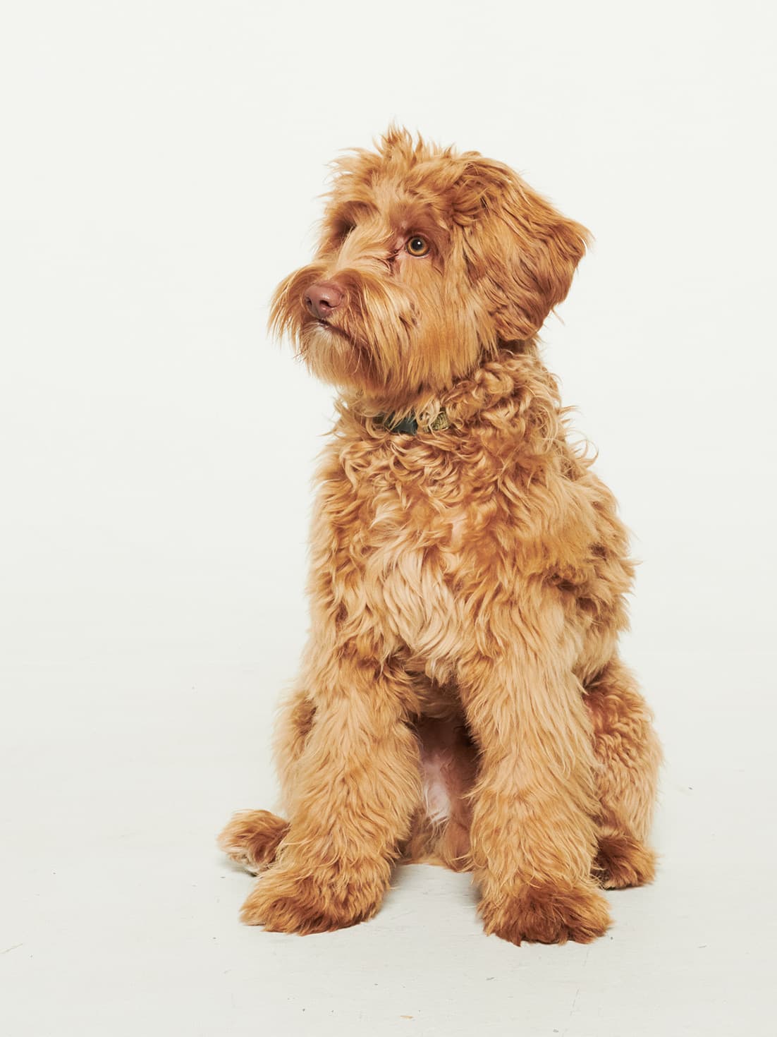 Frasse, Oskar’s dog, in the studio