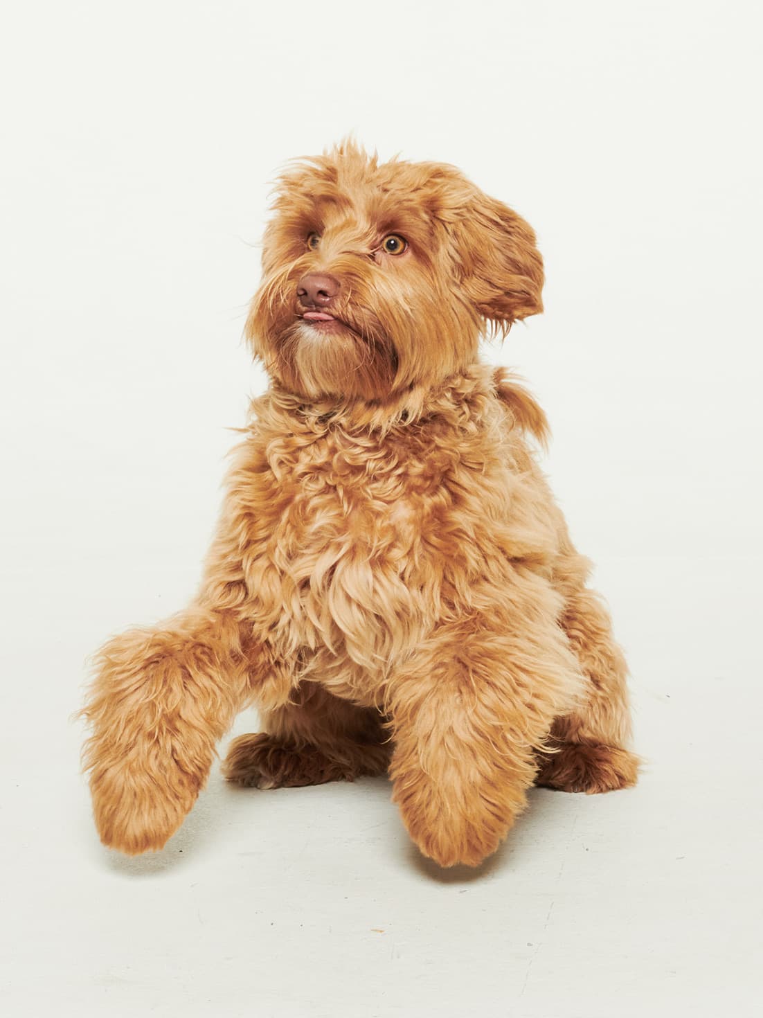 Frasse, Oskar’s dog, in the studio