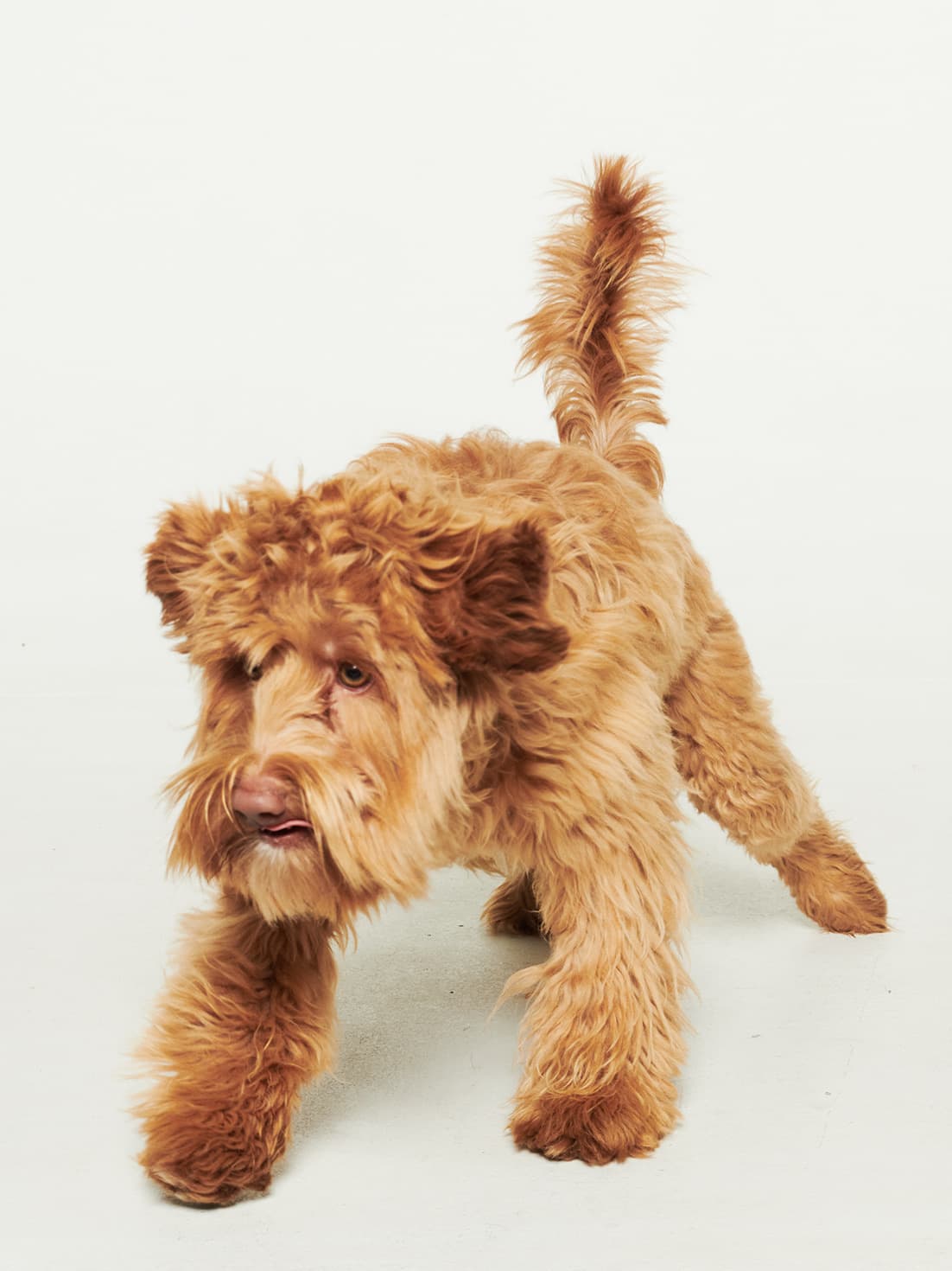 Frasse, Oskar’s dog, in the studio