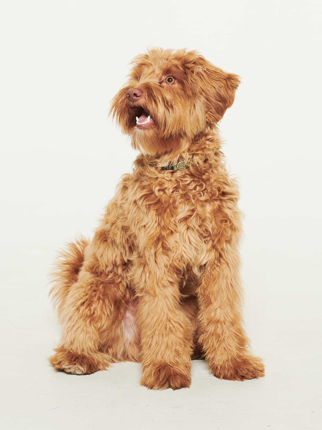 Frasse, Oskar’s dog, in the studio