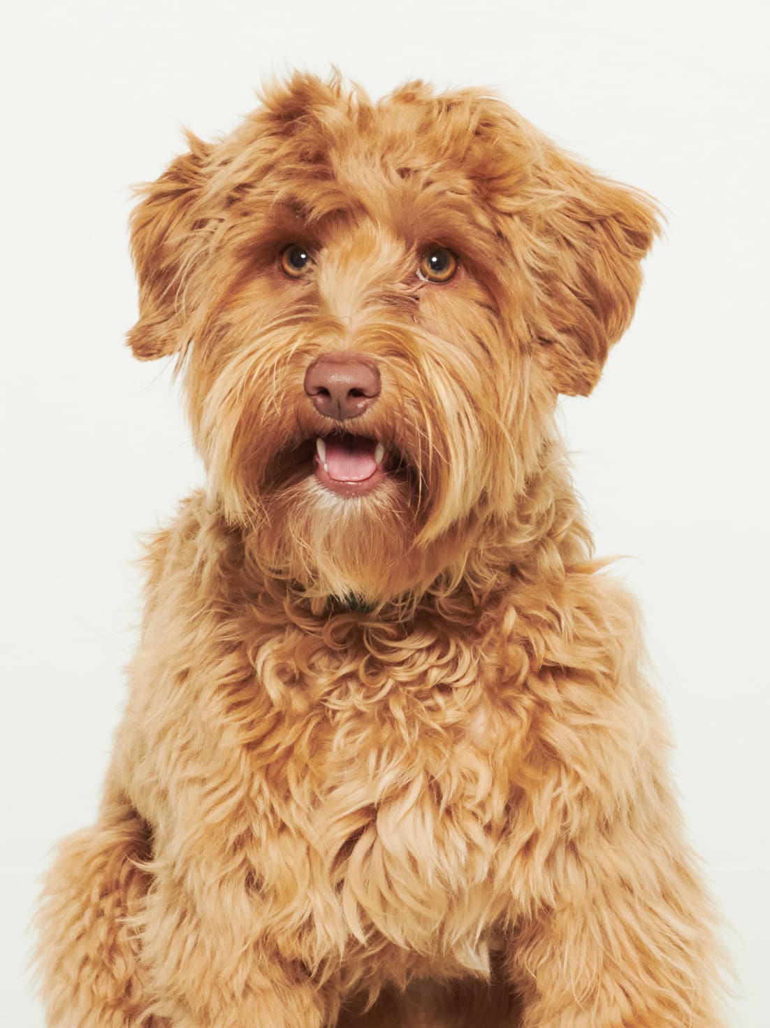 Frasse, Oskar’s dog, in the studio