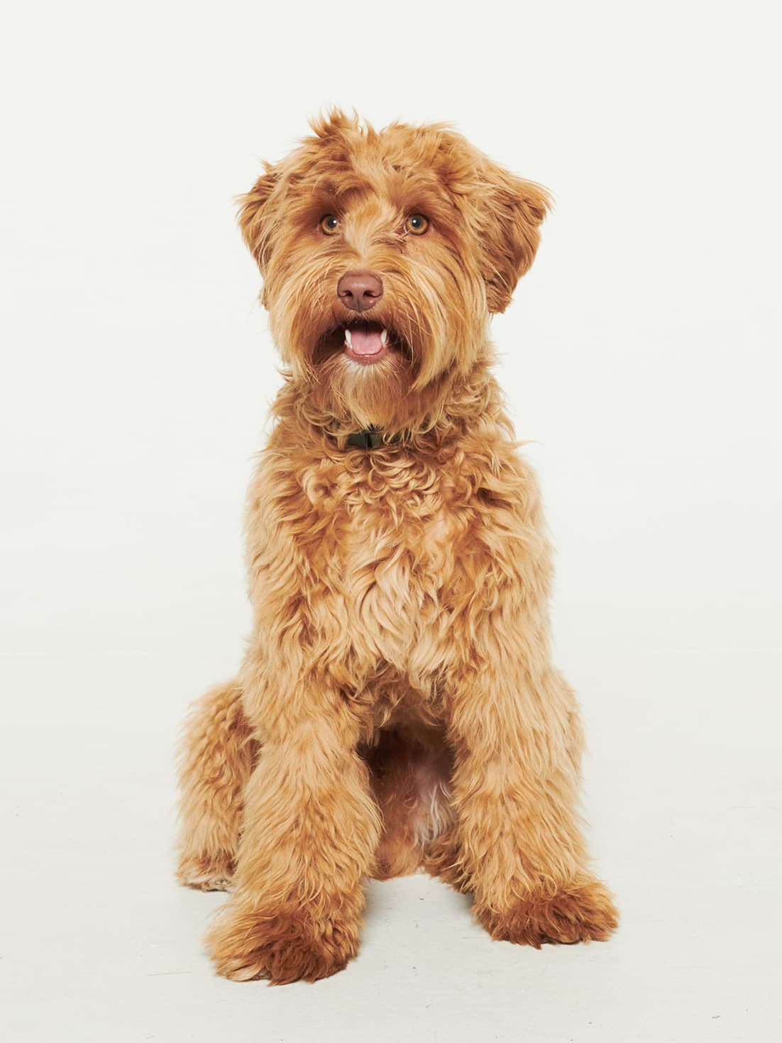 Frasse, Oskar’s dog, in the studio
