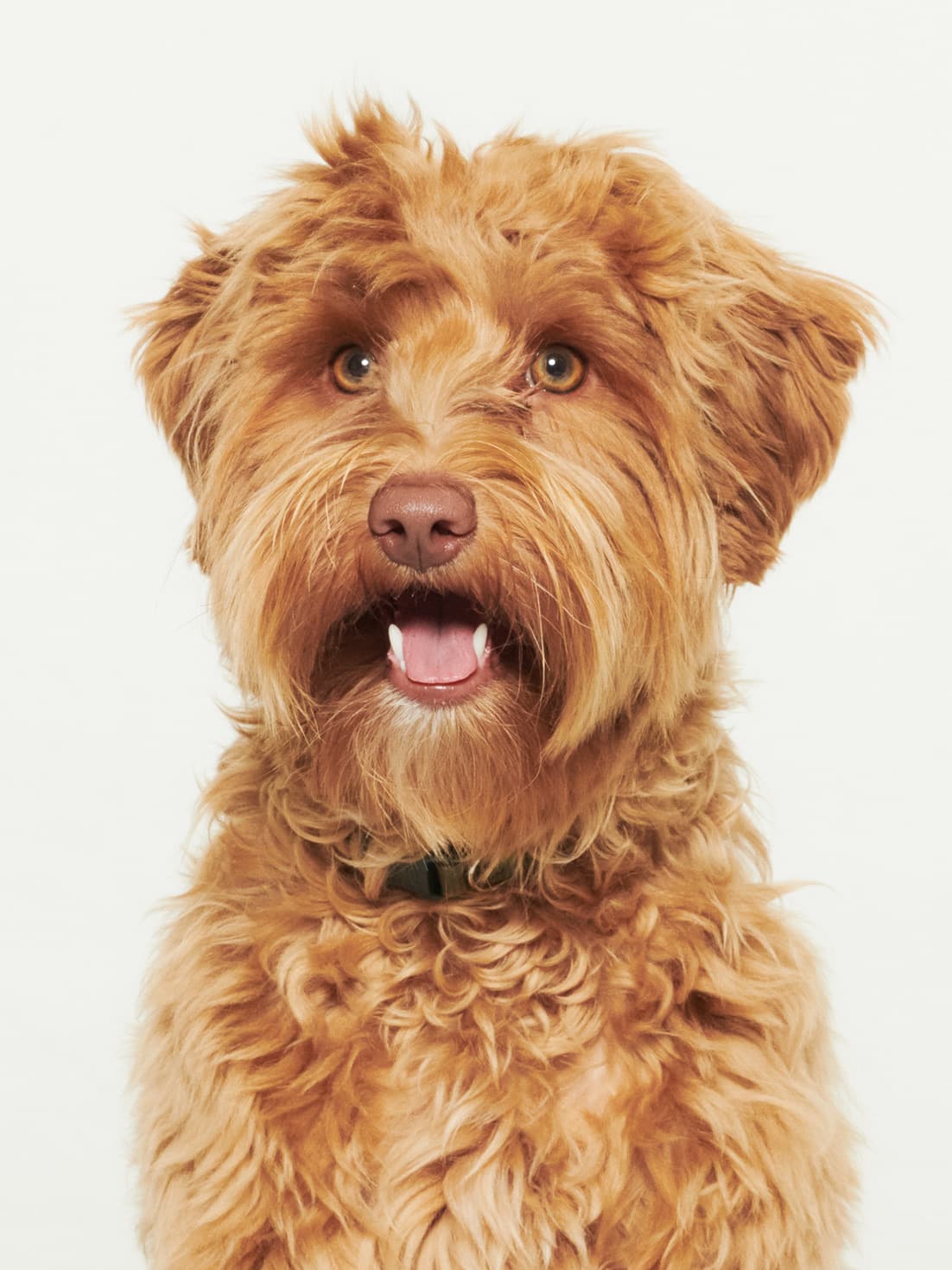 Frasse, Oskar’s dog, in the studio