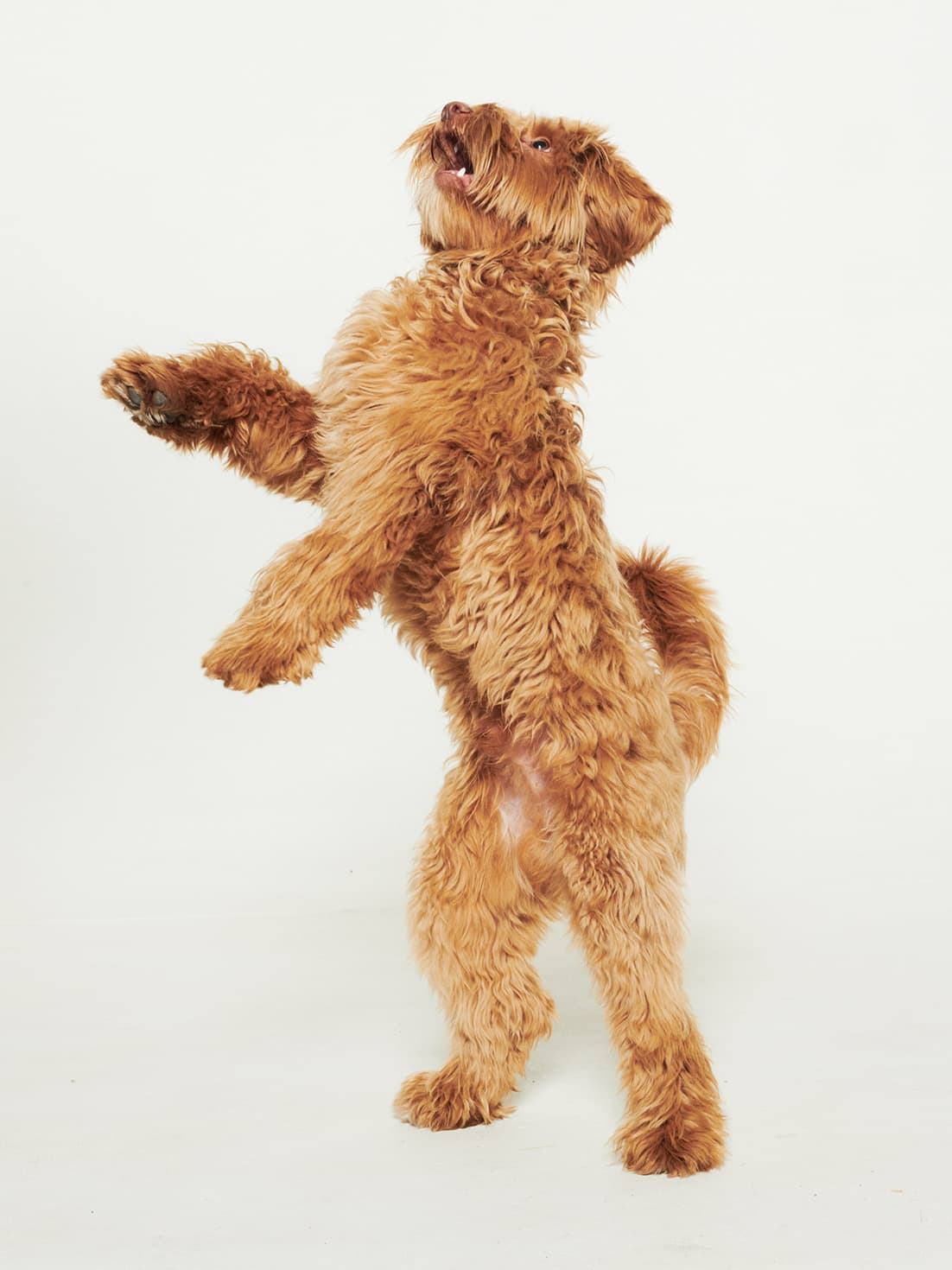 Frasse, Oskar’s dog, in the studio